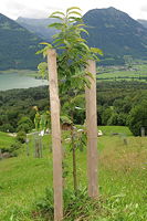 Kastanienbaum frisch eingepflanzt